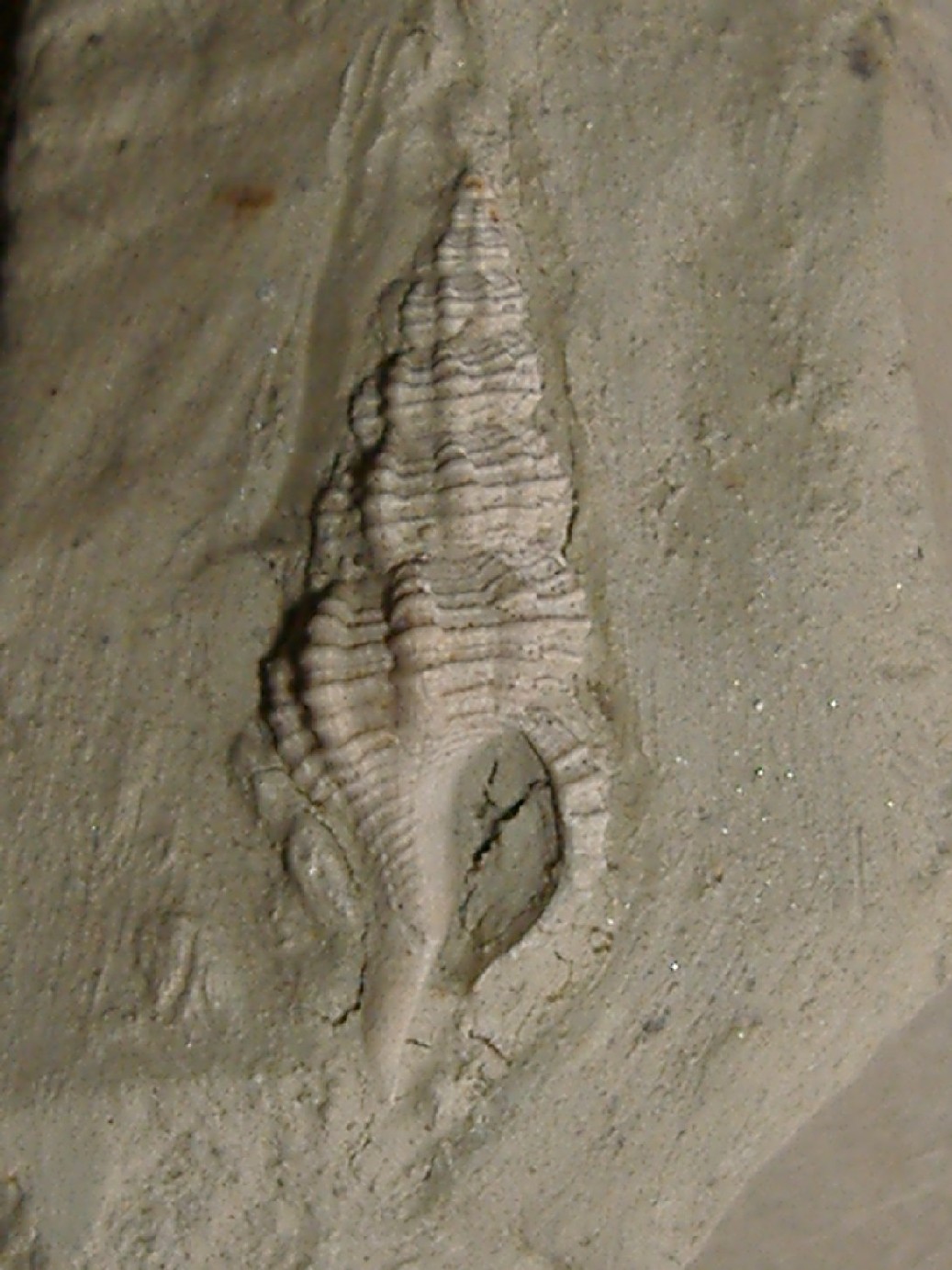 Latirus ligusticus (Bellardi, 1884) - Pliocene - Terruggia